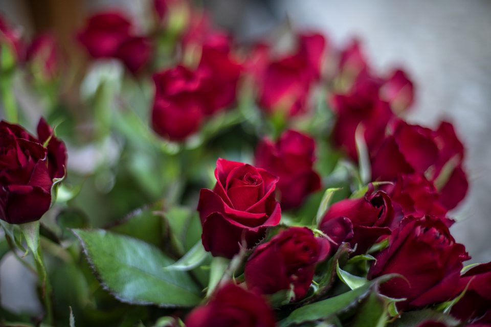 Ordina la tua Rosa di Santa Rita Santa Rita